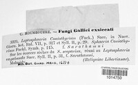 Coniothyrium fuckelii image